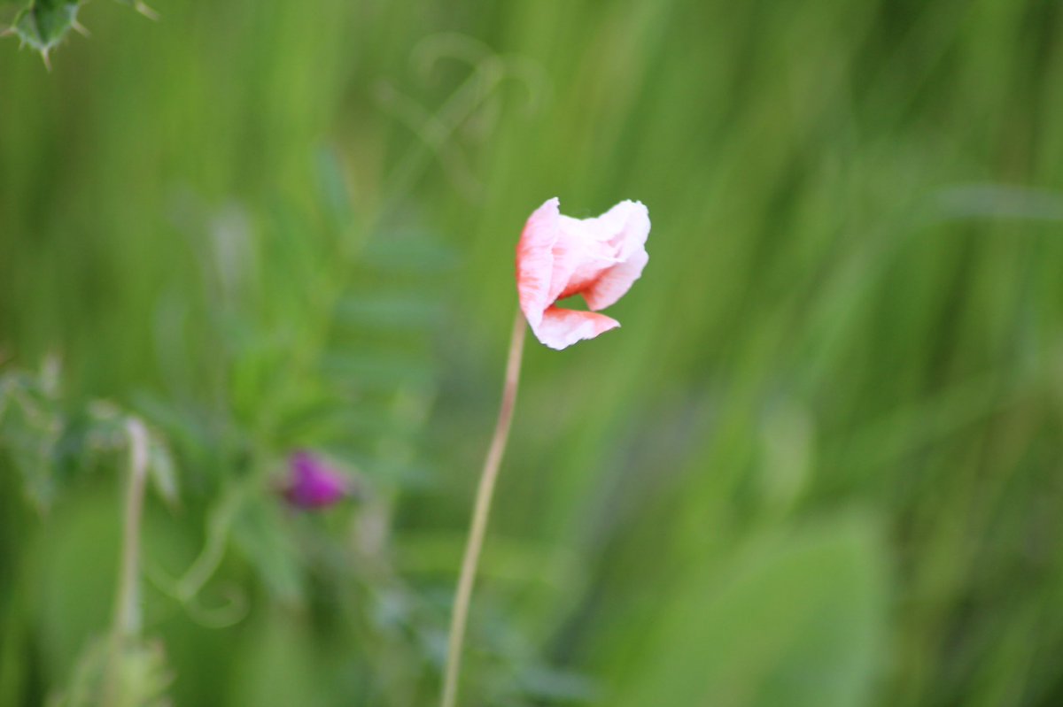 ShannonCansfie1's tweet photo. Not portraits but I love these shots I got today! Honestly love a good flower photo! 
#flowers #portraitartistoftheyear #cute #pretty #innocence #colours #photograph https://t.co/NNi968kPew