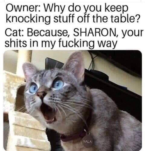 minimummouse's tweet image. A conversation I have with my cats every day 😂 bit.ly/2Hn2qpu