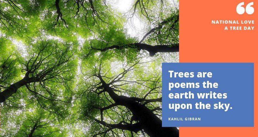 stand4forests's tweet image. Happy National #LoveATreeDay! Be sure to take a moment outside to enjoy our #trees and #forests! Whether oldgrowth, burned, or green -our forests give us life! Take a #Stand4Forests because they stand for you 🌲💚 Take the pledge at stand4forests.org