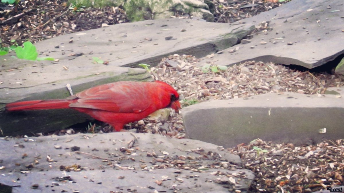 instagram.com/p/BxhJSK8F1HQ/…
#cardinaliscardinalis #northerncardinal #nearcticbirds #16x9_birds #birding #ornithología #birdsoftwitter #backyardbirds #twitcher #birdspotting #Vögelbeobachten #birdyourworld #birdingchallenge #500pxrtg #ThePhotoHour #dailyphoto #PintoFotografía #trakus
