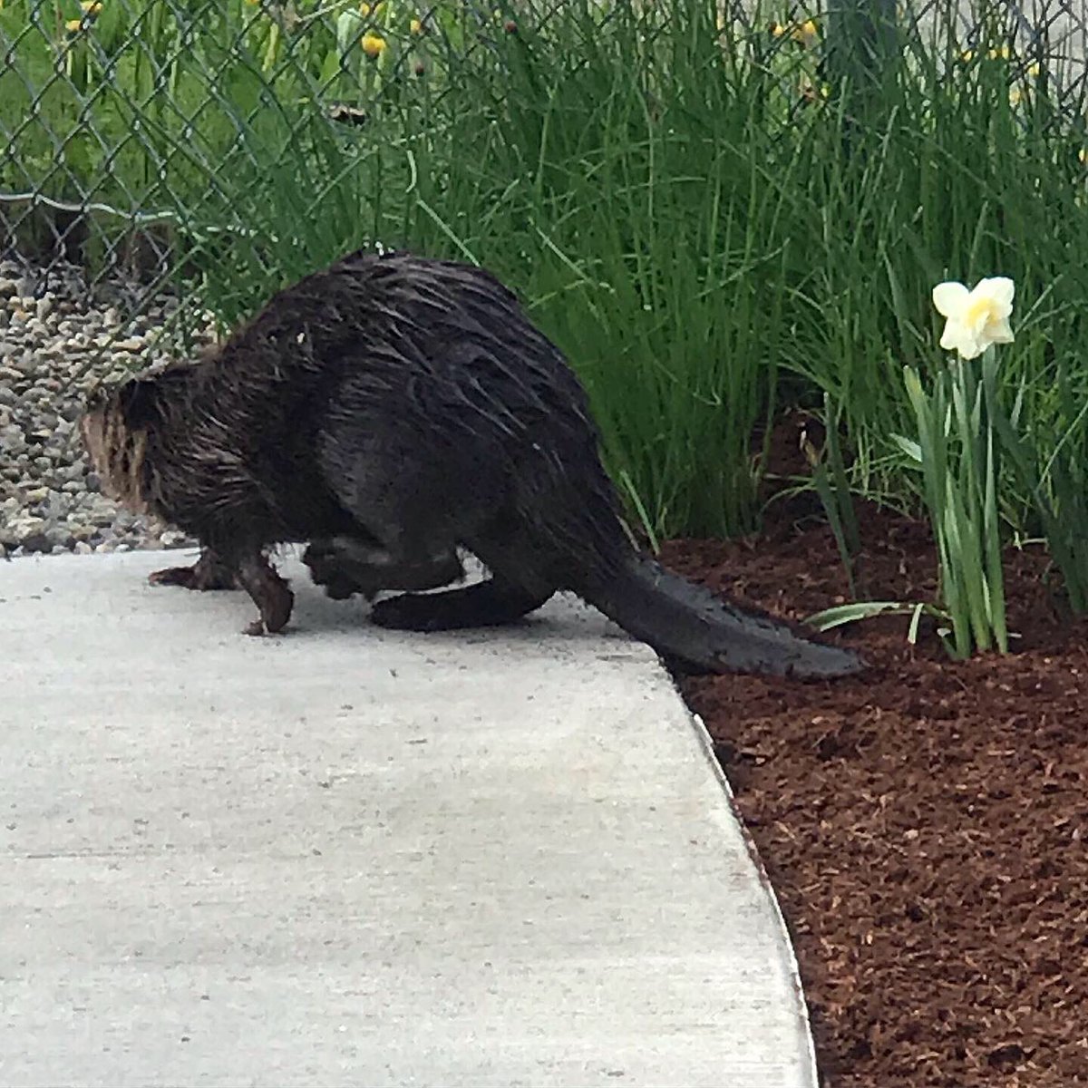 We had an unexpected visitor at the office today #onlyinalaska