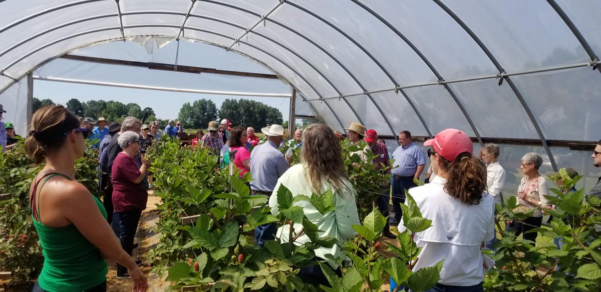UAEX_MillerCoAg's tweet photo. I'm in Heaven at the University of #Arkansas #Research and Extension's #Horticulture #FieldDay with Arkansas #cultivar PrimeArk Freedom!!! #SWREC #blackberries @UAEX_edu https://t.co/LqThxBcXja