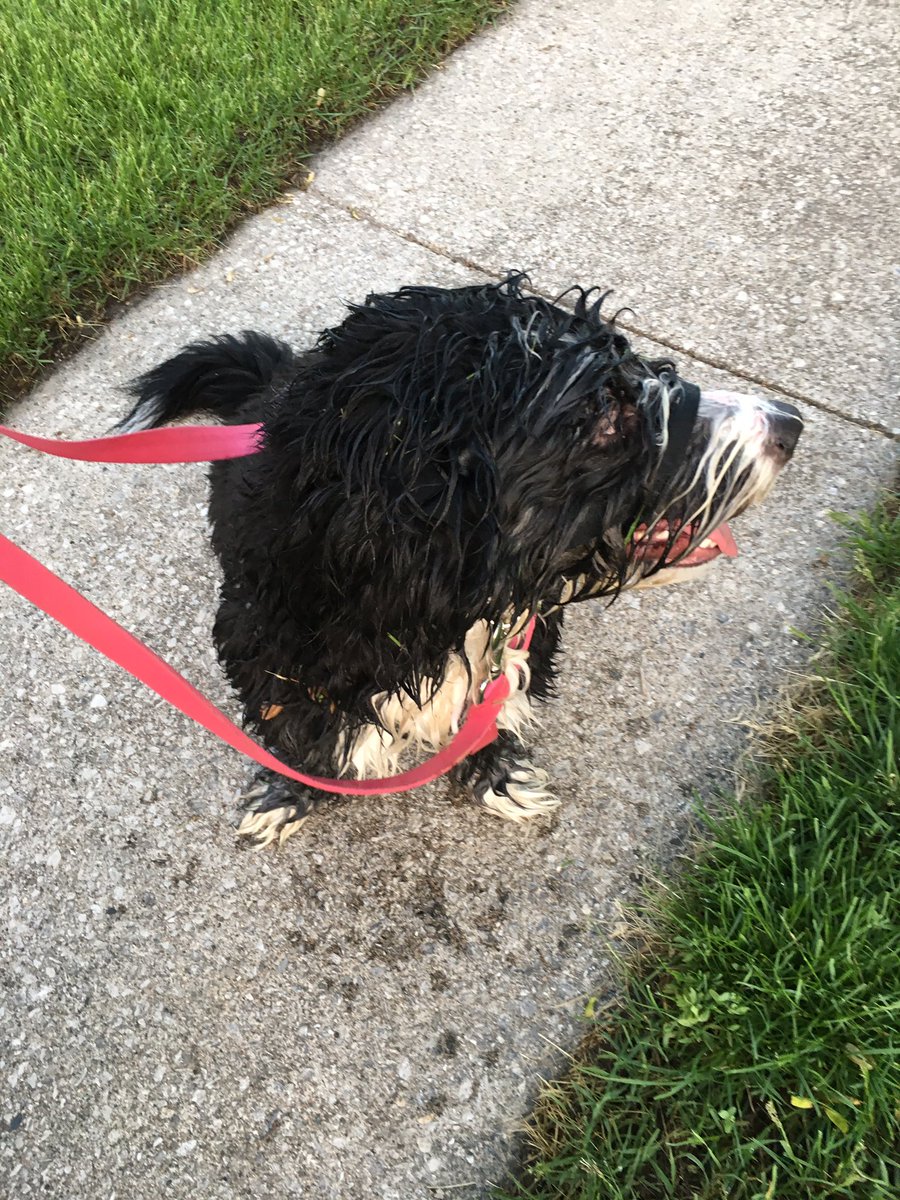 stonca01's tweet photo. Took my mom’s dog for a morning walk. She loves rubbing her face in dewy grass. #soggydog #bernermix #lovestobark https://t.co/R1Jep9Lebq
