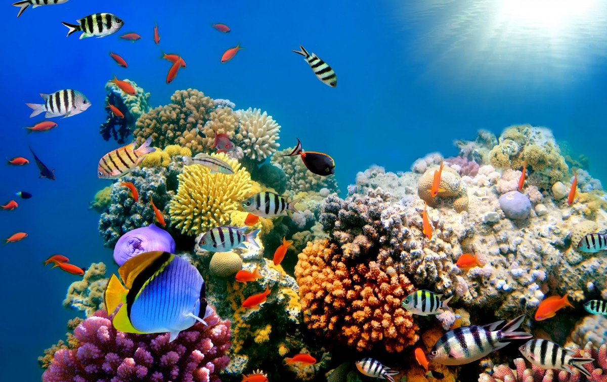 franceintheus's tweet photo. Today is #NationalEndangeredSpeciesDay 🦁🐸🐘! One focus of France's @G7 is to conserve &amp; protect endangered species &amp; habitats. #France &amp; the US also share an endangered species of coral reefs &amp; together founded the International Coral Reef Initiative to protect them. #G7 https://t.co/jcIRHd5ZYg