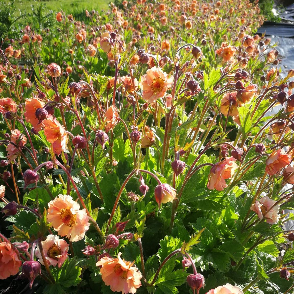 ChambersFarm Flowers tweet media