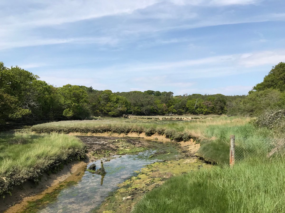 SiriusStar1963's tweet image. Thursday’s walk with Robby’s Ramble. #IOWwalkingfestival #Shalfleet #Bouldnor #PureIslandHappiness