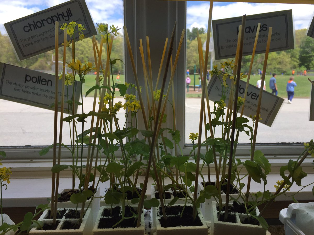 kgazard1's tweet image. Pollination exploration with real bees! @ClockerTalk @MindessAP