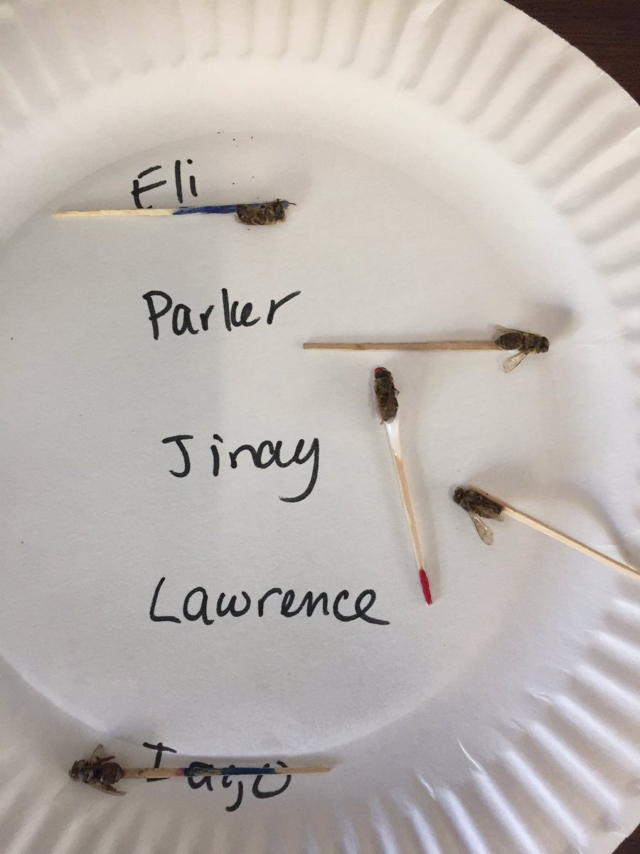 kgazard1's tweet image. Pollination exploration with real bees! @ClockerTalk @MindessAP