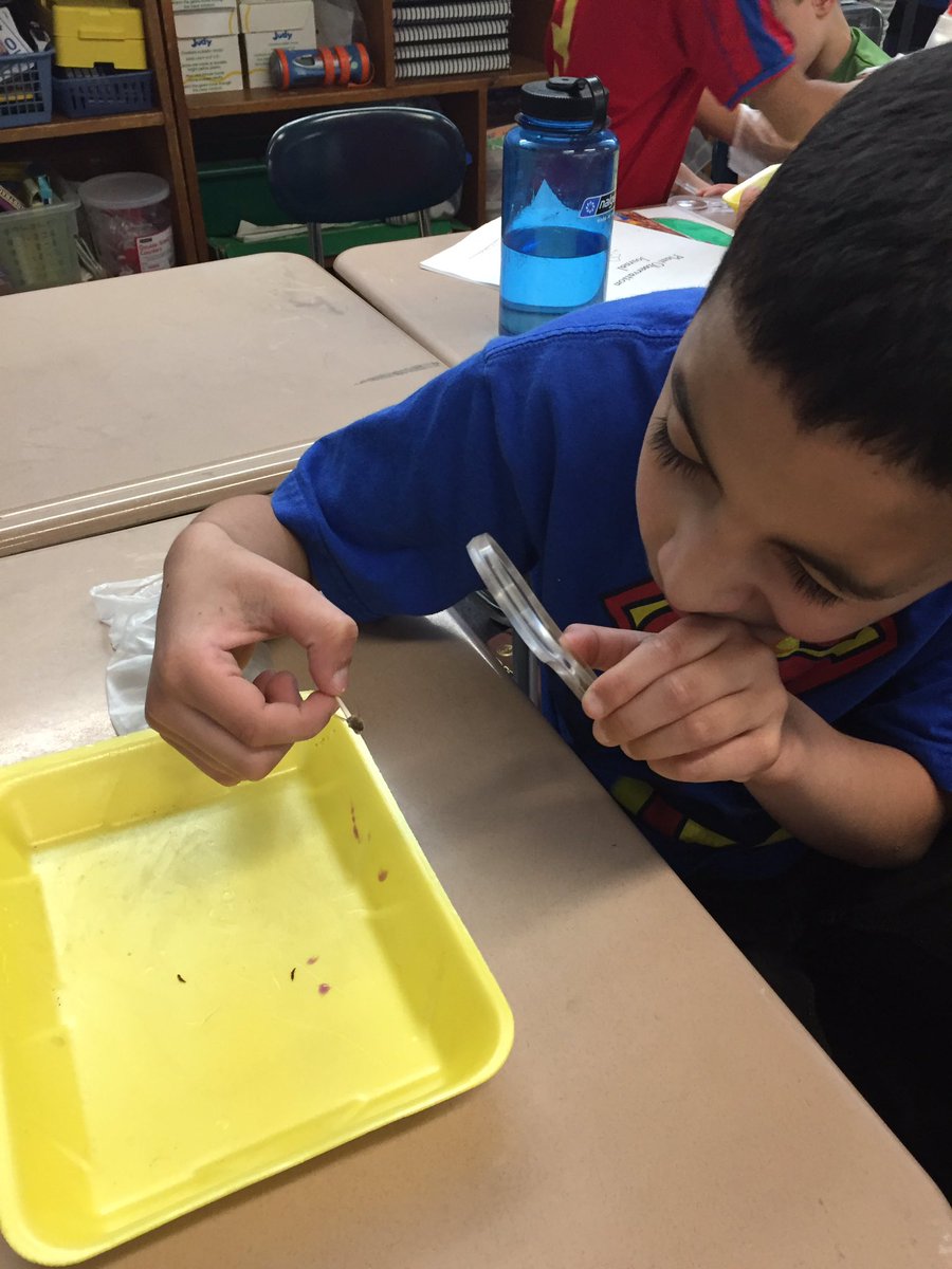 kgazard1's tweet image. Pollination exploration with real bees! @ClockerTalk @MindessAP