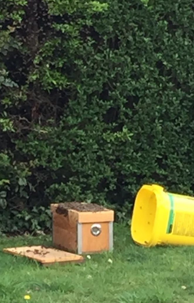 RainerBusacker's tweet photo. Nach Lokalisierung mit Wasser einsprühen.
Dann in ein Gefäß vorsichtig einschütteln und über dem Schwarmkasten entleeren. Wiederholen bis die Königin auch im Kasten ist. Nun laufen die Bienen selbstständig ein. https://t.co/wE19JOCDEY