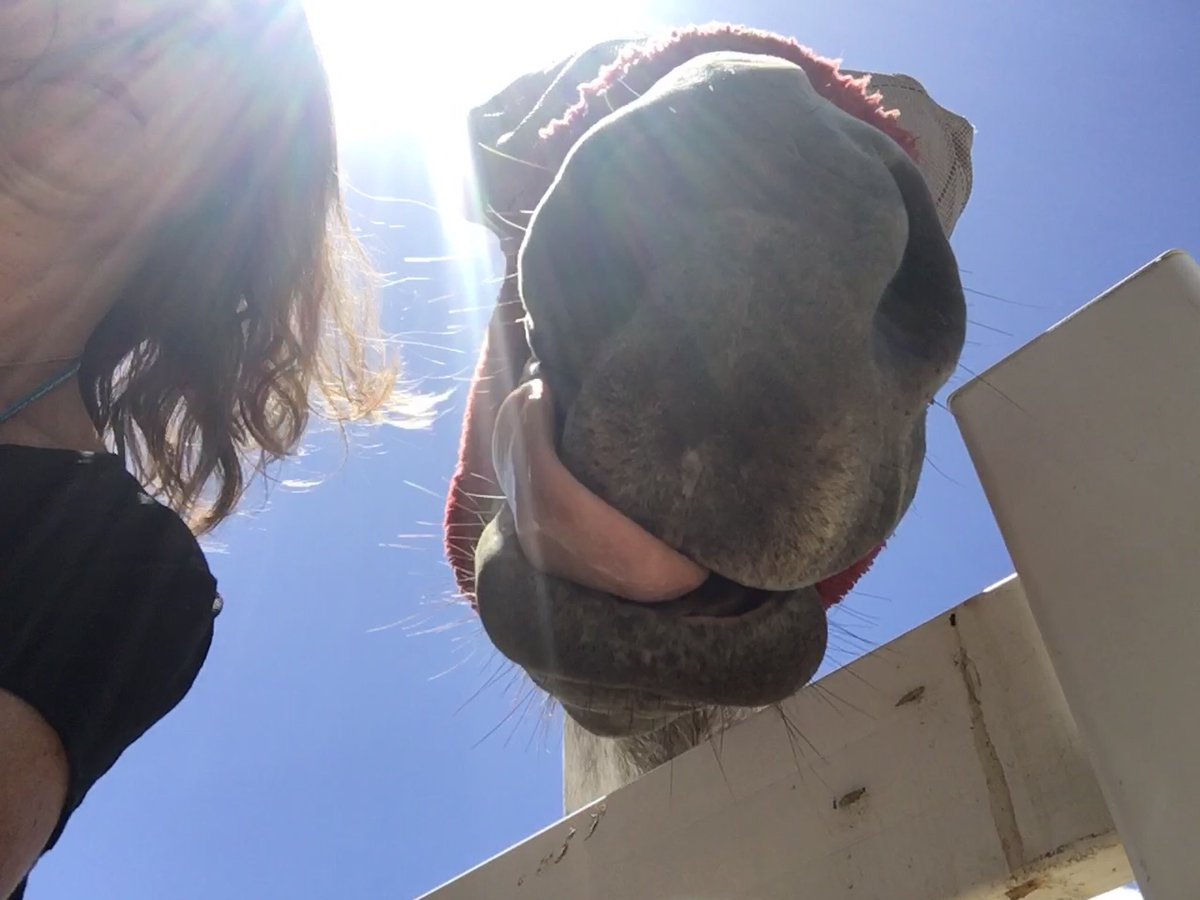 cavanaugh_sm's tweet photo. I asked beautiful Rain if she could help me get some close-ups for the auscultation app... she did not disappoint! 💚😂💚 #rossvetlife #vetcardiology @FilamentGames https://t.co/zLjQrkYiSH