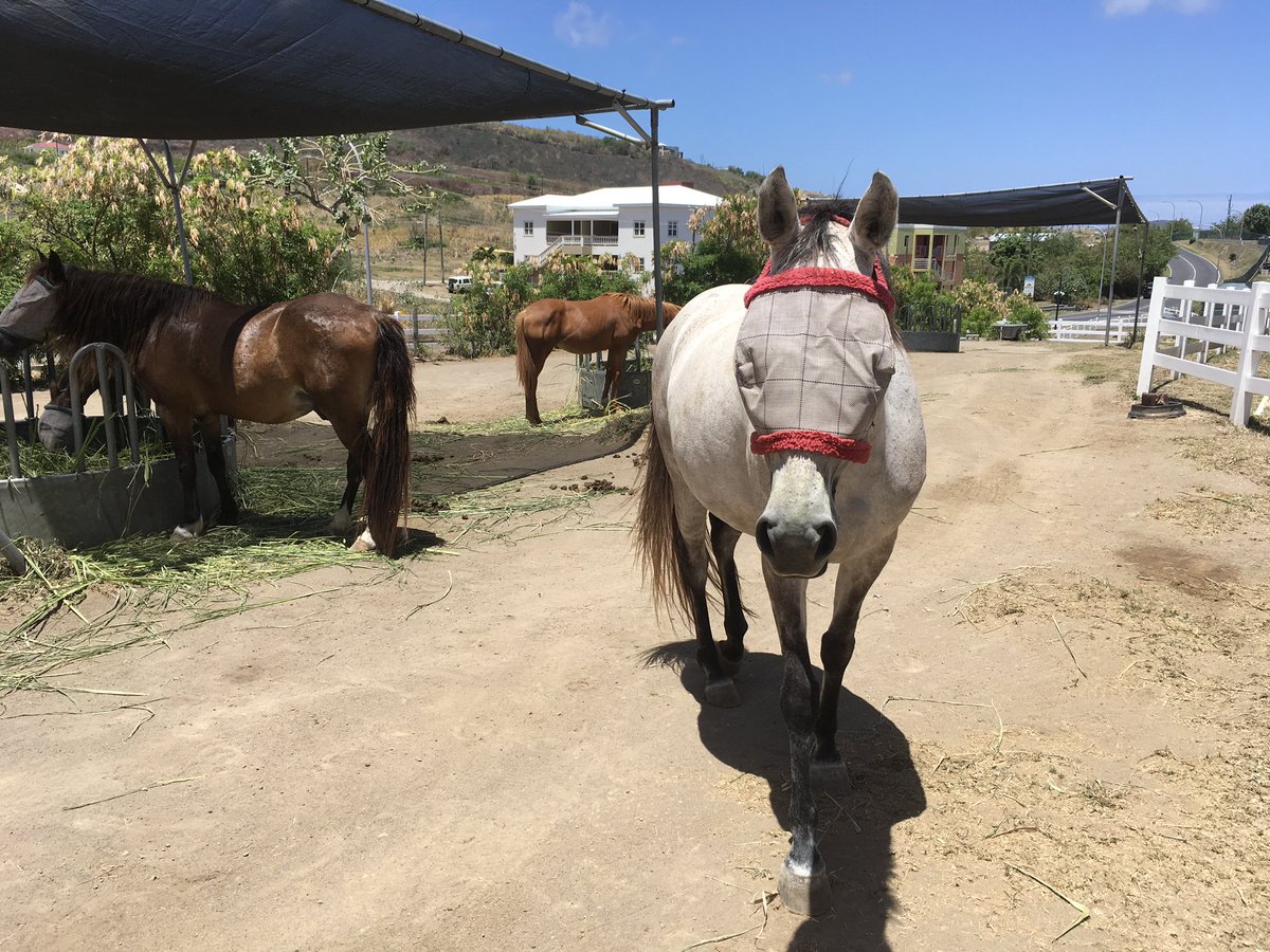 cavanaugh_sm's tweet photo. I asked beautiful Rain if she could help me get some close-ups for the auscultation app... she did not disappoint! 💚😂💚 #rossvetlife #vetcardiology @FilamentGames https://t.co/zLjQrkYiSH
