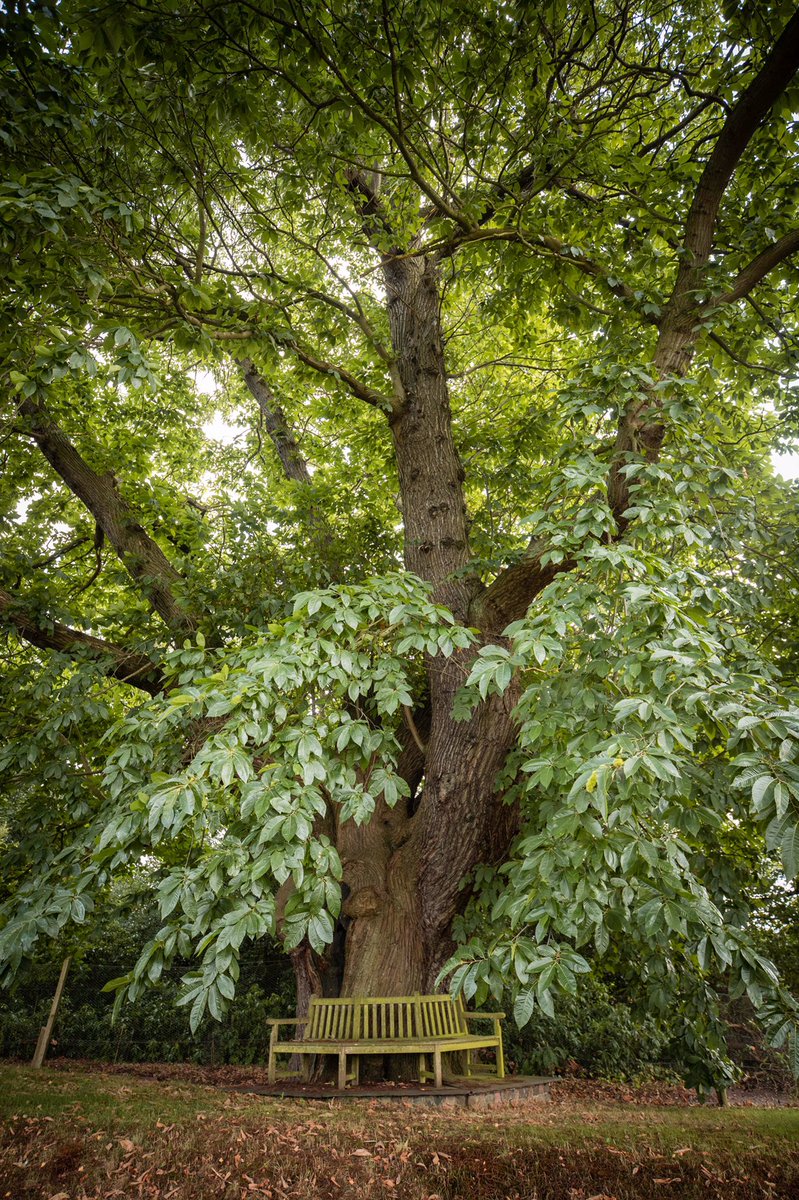 For #LoveATreeDay we’d like to nominate our sweet chestnut 🌰, rumoured to be over 400 years old  <a href="/WoodlandTrust/">WoodlandTrust</a> <a href="/TreeoftheYear/">Tree of the Year</a>