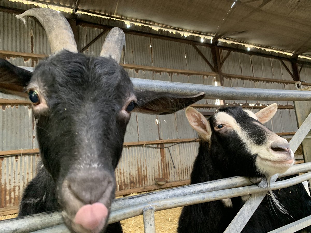 My first visit to @FoelFarmPark today was super fun! I had a blast and made new goat friends🥰🐐💕