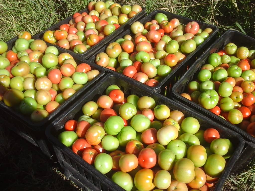 basera_john's tweet photo. The ROLE of the farmer is to TRANSFORM genetics into food-making money in the process. https://t.co/OUC2k3J5WZ