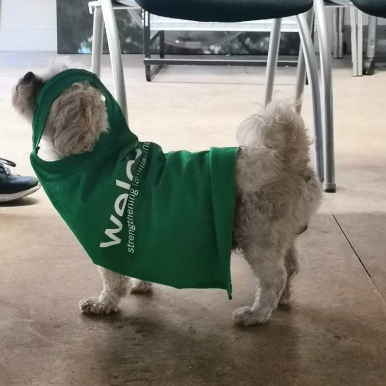 welcareuk's tweet photo. Welcare's OurPlace drop-in group welcomed a four-legged guest this week. This little hero was more than happy (we promise!) to get into the spirit of things, donning a cape for #CapeAbility
#Thrive #Care #Inspire #dog #dogsinclothes #charity https://t.co/2Rm8OgProP