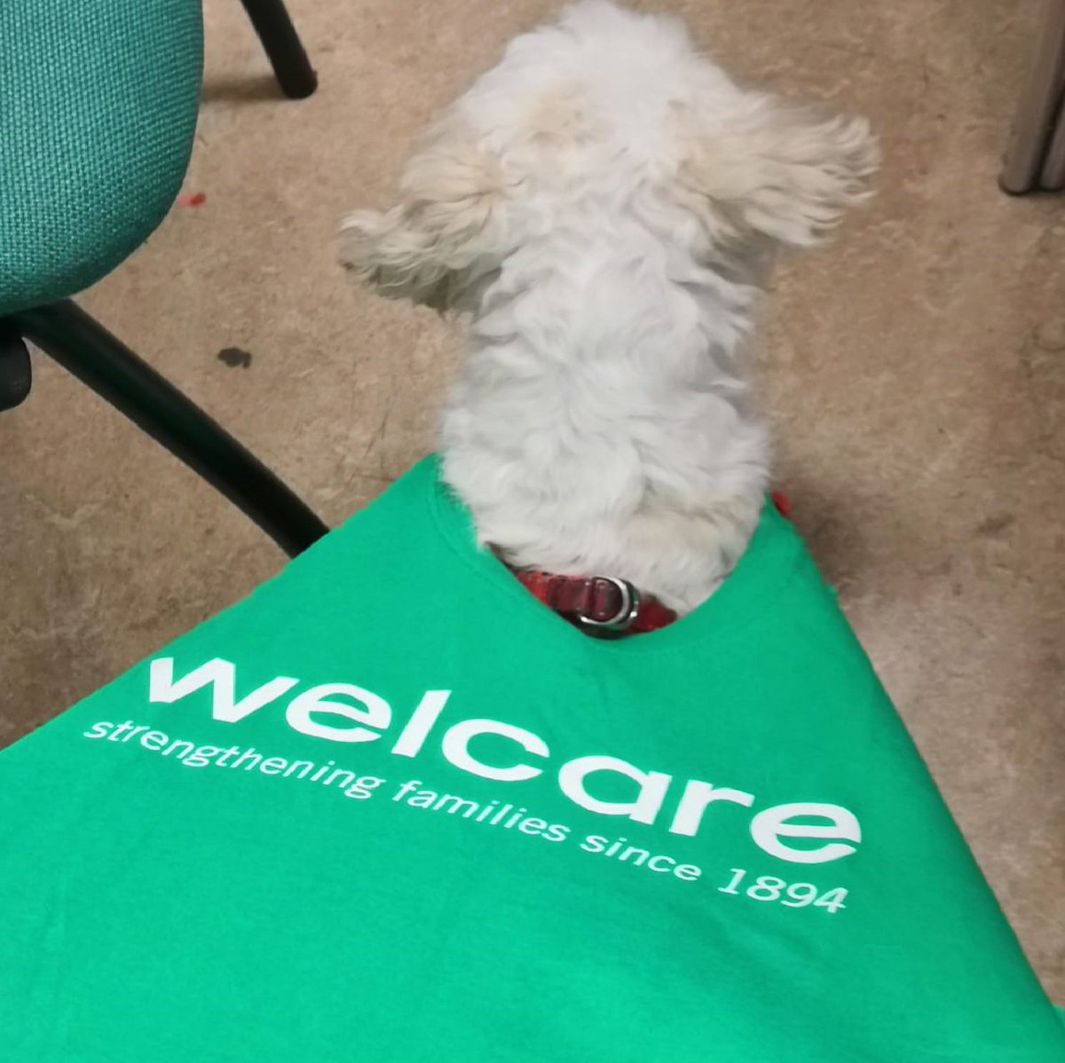 welcareuk's tweet photo. Welcare's OurPlace drop-in group welcomed a four-legged guest this week. This little hero was more than happy (we promise!) to get into the spirit of things, donning a cape for #CapeAbility
#Thrive #Care #Inspire #dog #dogsinclothes #charity https://t.co/2Rm8OgProP