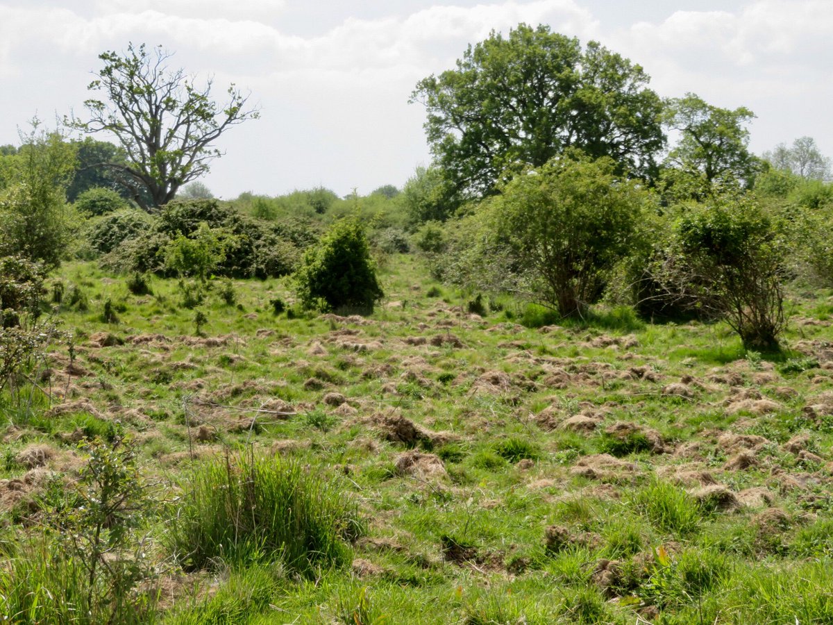 Landeigenaar Charlie Burrell (boer) is begonnen met #rewilding omdat dat beter is voor zijn portemonnee, meer tijd voor leuke dingen, meer lokale banen en meer natuur en landschap! wat een inspirerend voorbeeld knepp.co.uk/home