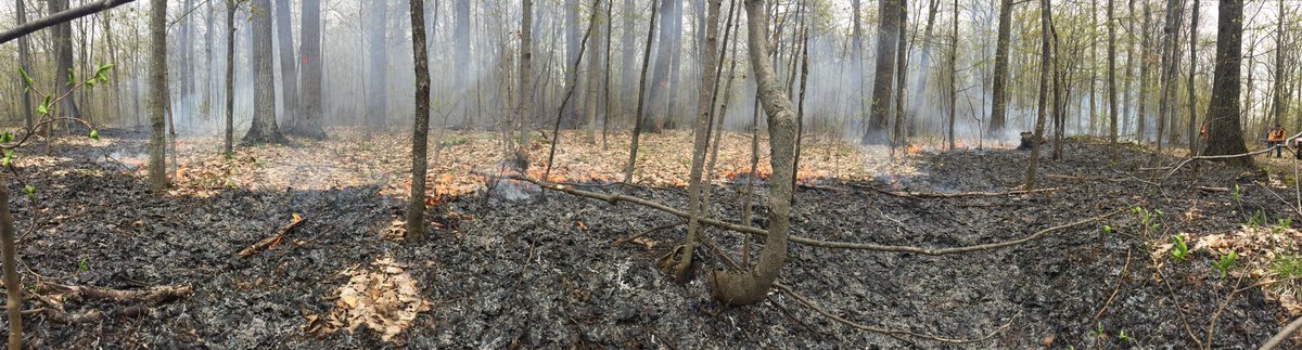 Prescribed burn underway in Simcoe County forest west of base Borden. The fire is creeping across 100 acres to help maintain dominance of Oak in the forest. #ANSI.