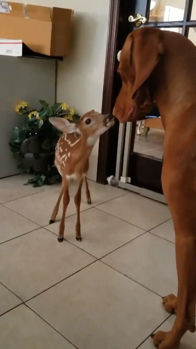 SoftwareKey's tweet photo. If you haven't noticed, all of #TeamSoftwareKey loves animals (including Radlee)!
Jean helps feed our animal addiction by bringing in babies that she is fostering until they can be released back into the wild.
#animalrescue #animals #rescue #animallovers https://t.co/VBmxPXBnQC