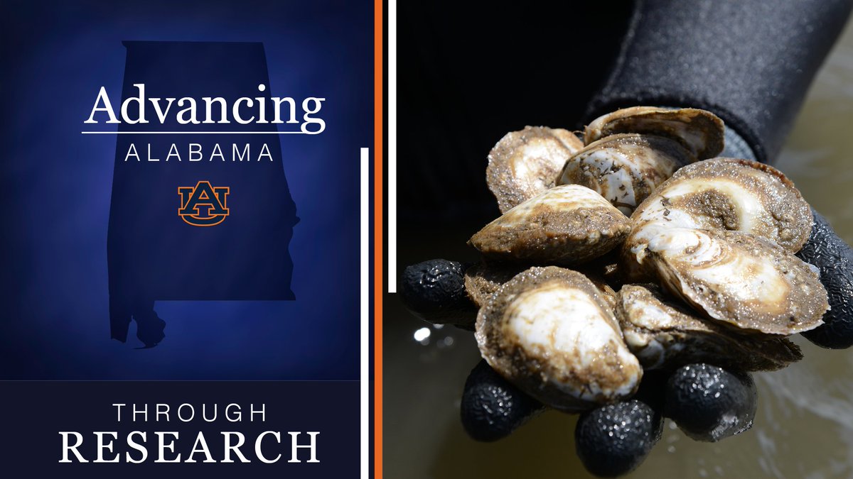 AuburnU's tweet photo. The oyster farming industry is big on Alabama’s Gulf Coast, and #Auburn is doing its part in #AdvancingAlabama with a study to help ensure farmed oysters are as safe as possible for human consumption.

🔶  https://t.co/uNmfESFSmd 🔶 https://t.co/wqN08vF5y4