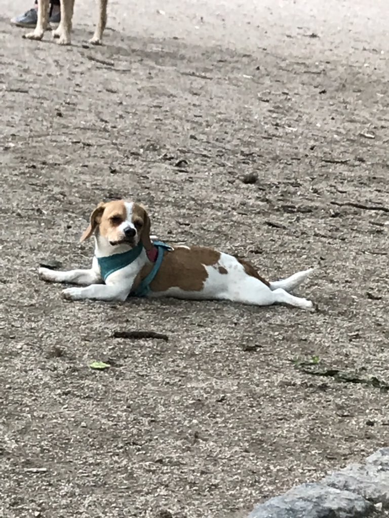 SamKatz02's tweet photo. @dog_rates @dog_feelings Does silly things https://t.co/HjIn8hhXxk
