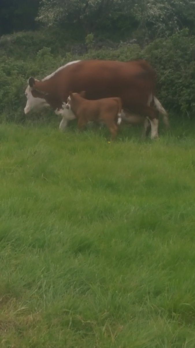 Eddie McCormack tweet media