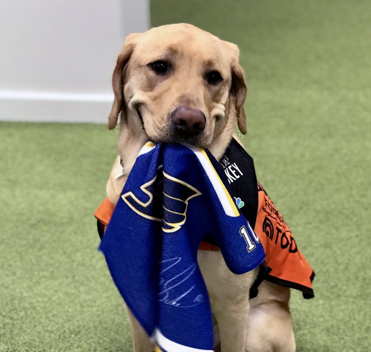 st louis blues dog jersey