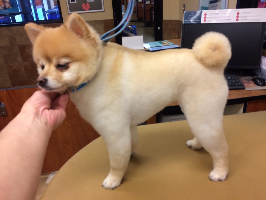 PetSmart 2341 tweet media