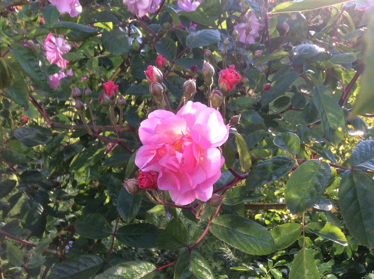 rosesukroses's tweet photo. ‘Penelope’ ‘Cornelia’ ‘Prosperity’ &amp; ‘Felicia’ all bred by the Rev Pemberton. Sounds rather like characters from a Jane Austen novel. #roses @valgardening @nickbailey365 @MarkLaneTV @frostatwork @ApuldramRoses @PeterBealesRose https://t.co/3Rr1EEz7Nf