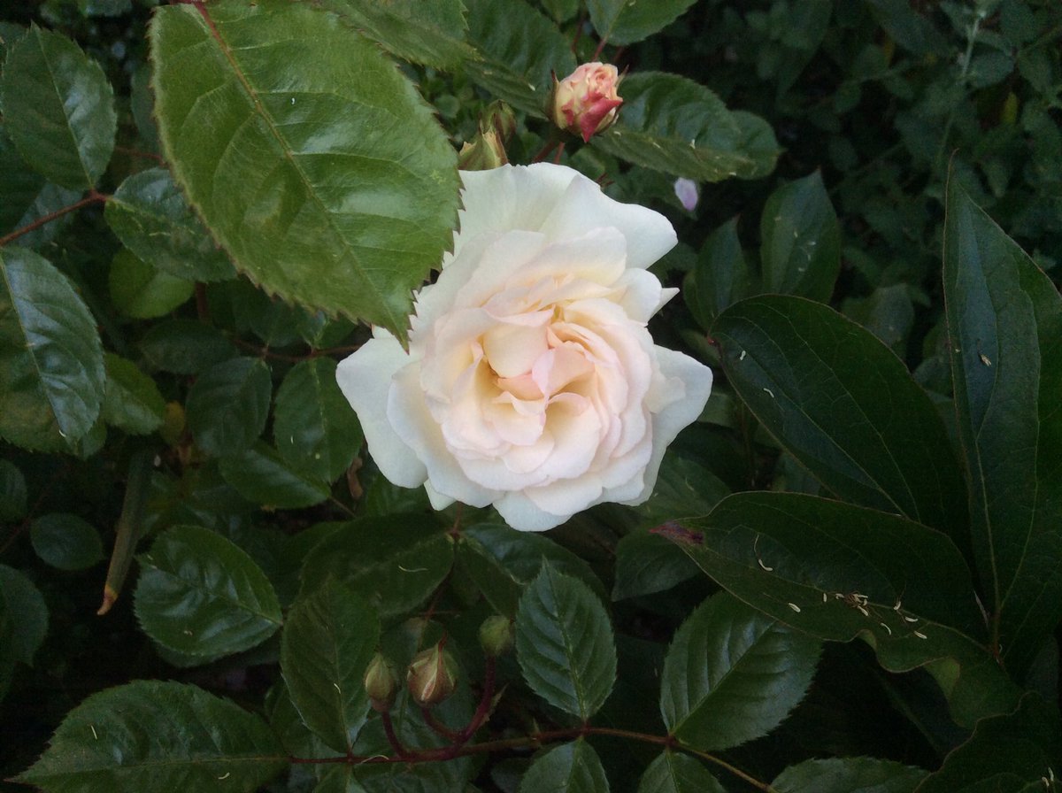 rosesukroses's tweet photo. ‘Penelope’ ‘Cornelia’ ‘Prosperity’ &amp; ‘Felicia’ all bred by the Rev Pemberton. Sounds rather like characters from a Jane Austen novel. #roses @valgardening @nickbailey365 @MarkLaneTV @frostatwork @ApuldramRoses @PeterBealesRose https://t.co/3Rr1EEz7Nf