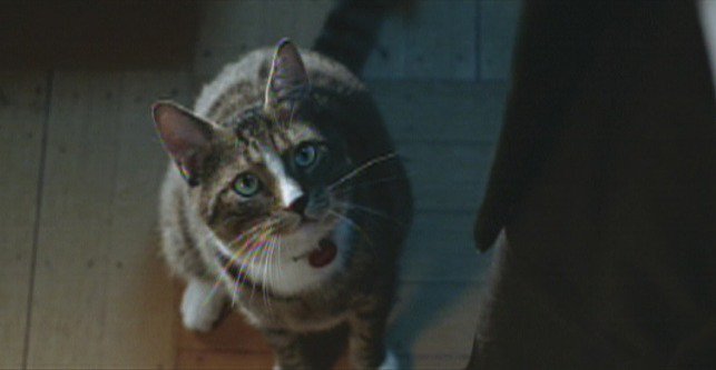 LuisBarriales's tweet image. &quot;Lo nuestro no va a funcionar. Tú eres un gato, yo soy negro y no voy a permitir que vuelvan a hacerme daño&quot; #YoRobot  #AlexProyas (2004)