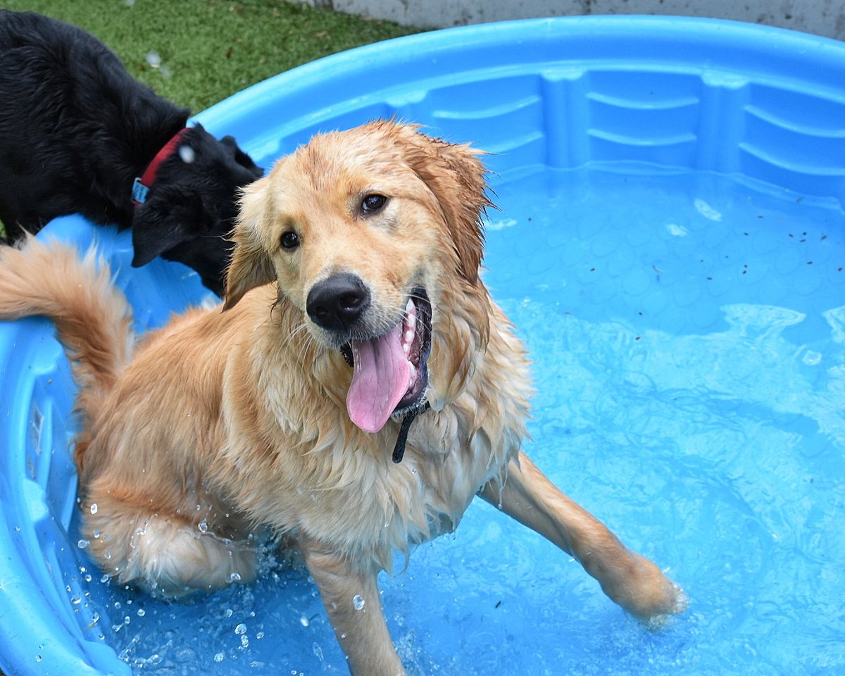 Splash and Play pools keep our daycare guest happy and cool.  Phil shows off his bobbing for balls skills.