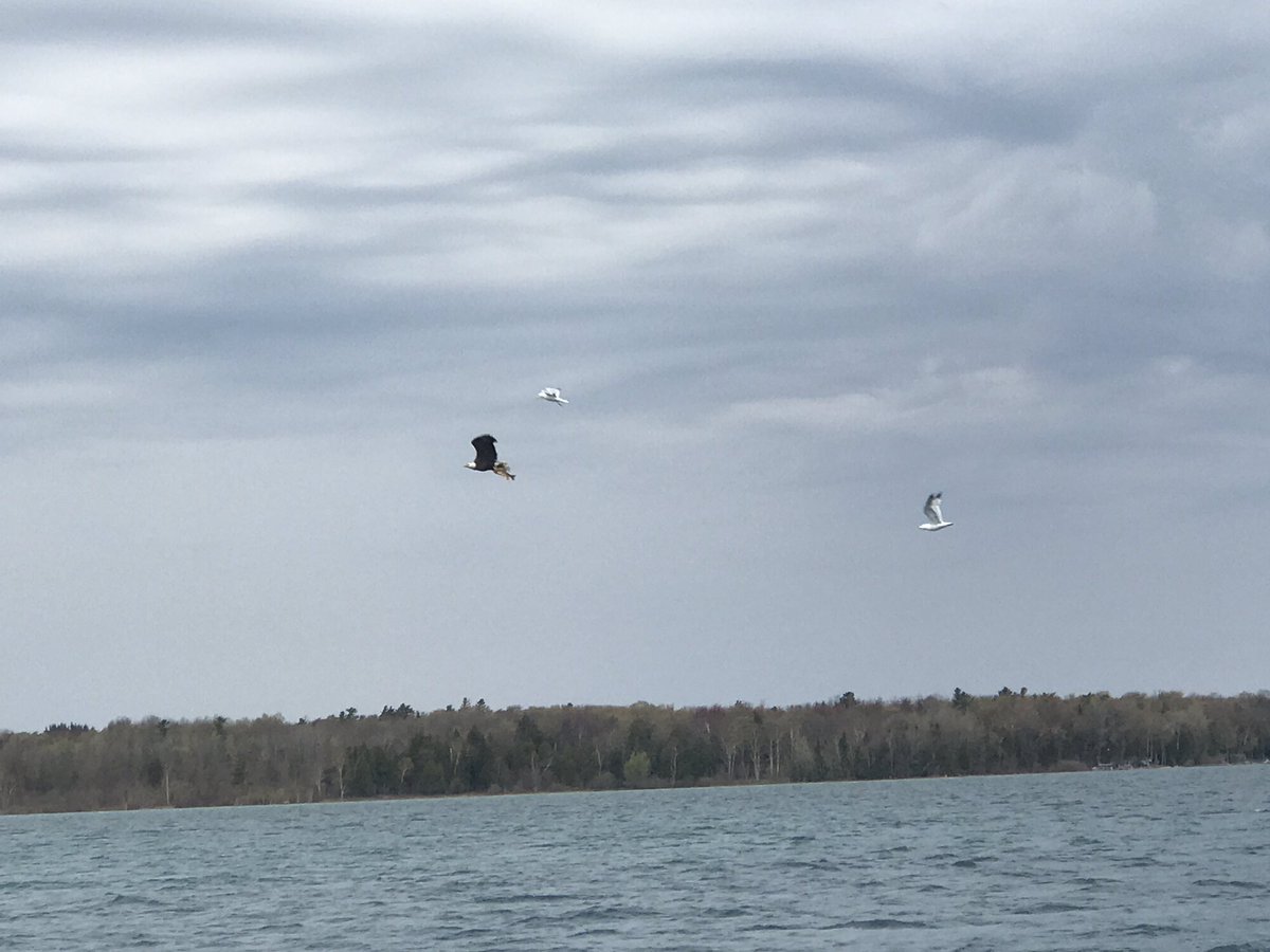 aqualung682's tweet photo. Had a neat visitor checking in on our #LWAP survey. #migizi #baldeagle https://t.co/h4qMV4nMfz
