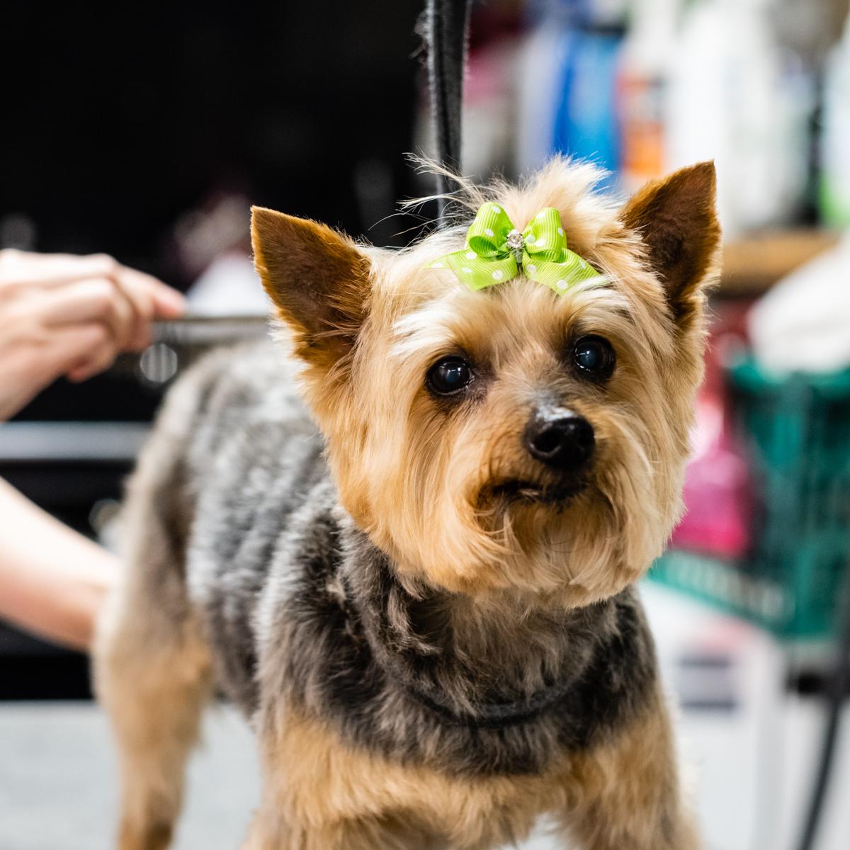 WolfgangsPet's tweet photo. We put the bow in bow wow. https://t.co/bi7GDu6gXK