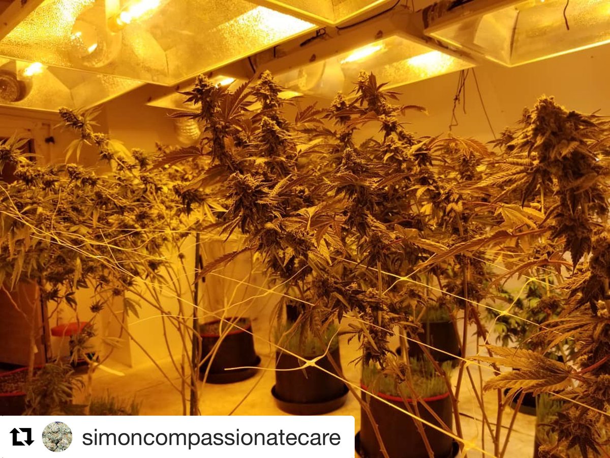 EYEHORTILUX's tweet photo. When you are passionate about what you do, it’s nothing but HORTILUX! #madeinusa #hortiluxhps #Repost @simoncompassionatecare
・・・
Enter #FlushMode 💧💧💧💧💧💧Shot under 1k hps @hortilux (Horti till i die!) #SimonCompassionateCare #GRASSACHUSETTS #cleanmeds https://t.co/lVm4iERKu6
