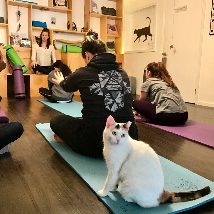 Want to join us for yoga with adoptable cats and kittens? We have 3 spots left for the class at 6:30 tonight!! Sign up: meowparlour.com/reservation #yogawithcats #yogacat #catyoga #yoga #meowparlour #adoptarescue #adoptdontshop