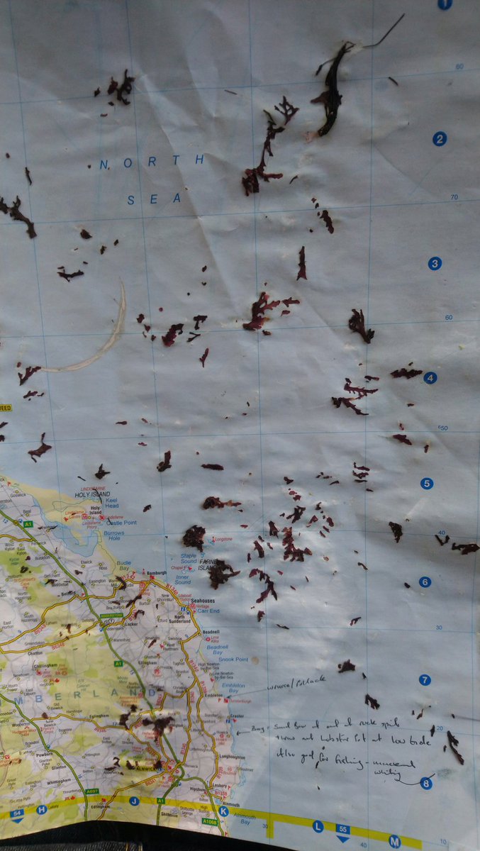 Don't dry Pepper Dulse on your paper road map of gweat bwitain! Though I do like how most of it stuck to the North Sea :)