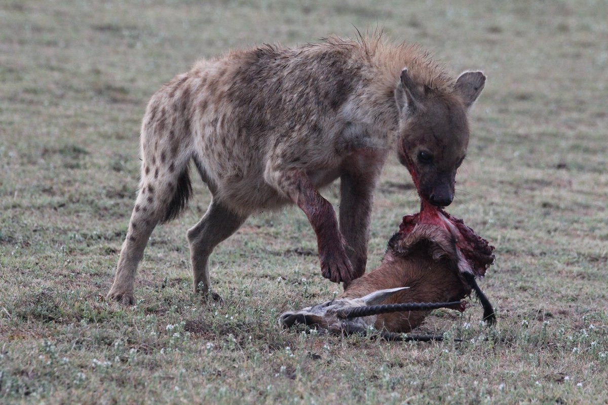 Unlike the spotted hyena who crunches up big things bones and all, aardwolv...