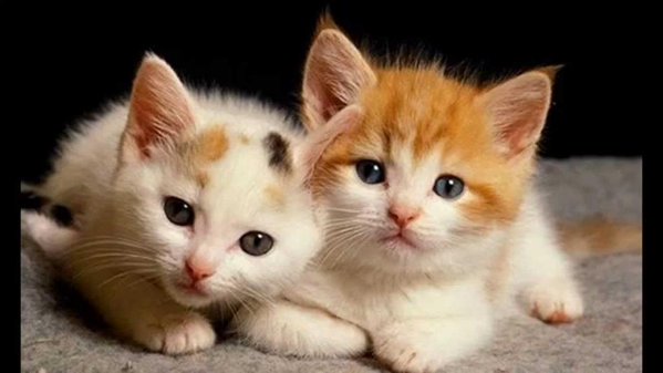Save2ndOK's tweet photo. 2 too cute? https://t.co/C74EFRof2b
