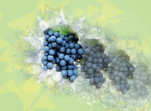 PacificStand's tweet photo. California farmers are breeding grapes to taste like cotton candy, as part of a longstanding tradition of altering nature to suit human interests. But where do we draw the line on agricultural experimentation? @arax_mark https://t.co/f8lkrvvuAk https://t.co/ADfBbvhcdB