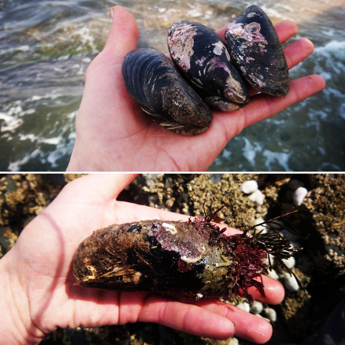 Horse Mussels aka Modiolus modiolus. Significantly larger than common mussels, live solitary or in small gatherings, often in much deeper water than I found these &amp; can live up to 50 years. They had camouflaged themselves very well. Another chap pointed them out to me. #foraging