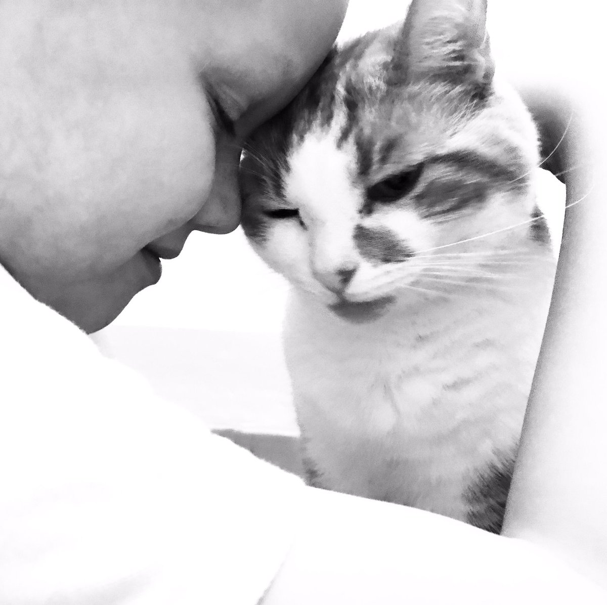 Mr_Dangerpants's tweet photo. Love the kid. #CatsOfTwiter #cat #cuteboys #love #ilovemycat #catlove #nuzzles #cats #CutenessOverload #cutekittys #catcute #kittycat #beautifulboys #bestfriends #bestbud https://t.co/lHkIAiazLl