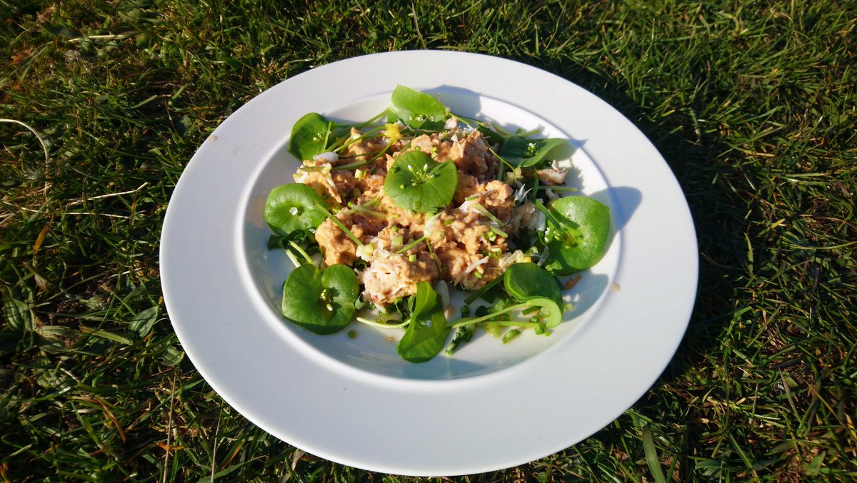 Salad of raw sea spaghetti, dulse, pepper dulse, spring beauty, sweet cicely, ramson &amp; brown crab w/ a magnolia vinaigrette. Made this while on the road approx 1 month ago #foraging #wildfood