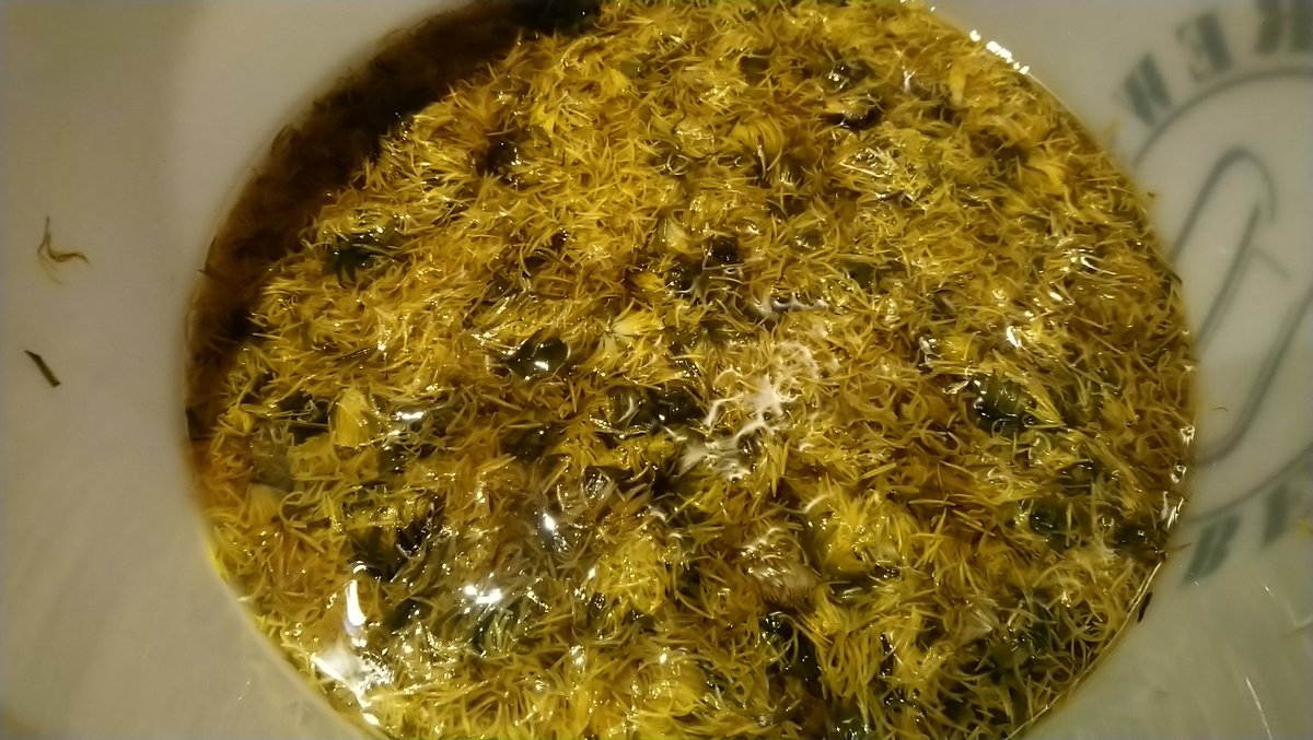 Dandelion Flower Wine. Been some years since I brewed this, why, I have no idea as from what I remember it was a cracking homebrew! I lost myself while gathering &amp; ended up with enough flowers for a double batch. Left enough green calyx to add a resinous edge to it #foraging