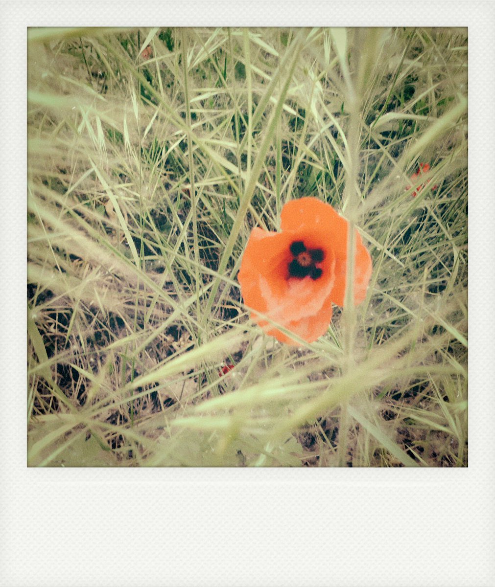 somestinkydude's tweet photo. No title needed. #136of365 #oneyearchallenge #mobilephotography #polaroid #kultcamera #instantomatic #flower #rural #countrylife https://t.co/yZx2JMTvsj
