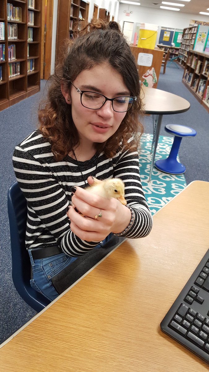 DrinksJessica's tweet photo. Winner of "most adorable library patron" today! #ducksintheclassroom https://t.co/tsKPBMiq2u