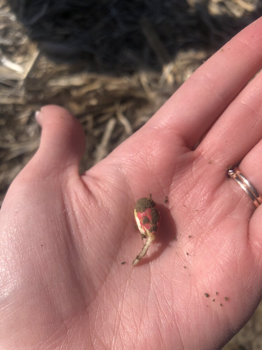 AgronomyRed's tweet photo. I can check my first root dig of the season off my list! On the left is untreated, the right is treated with PMZ Dry! #plant19 #rocketseeds https://t.co/FOJazRmPZS