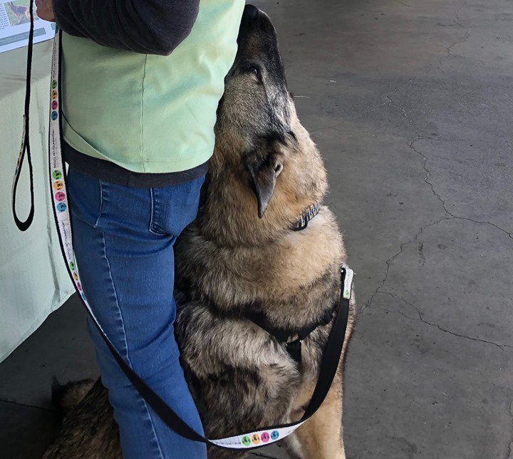 LilysLegacySDS's tweet photo. Come meet CODY THE VELCRO dog. Residing (till YOU adopt him) at Lily's Legacy Senior Dog Sanctuary. 707-787-7010 https://t.co/16auGlkAOp #adoptcody, #codythevelcrogsd, #codyofinstagram https://t.co/BInrW6oNy3