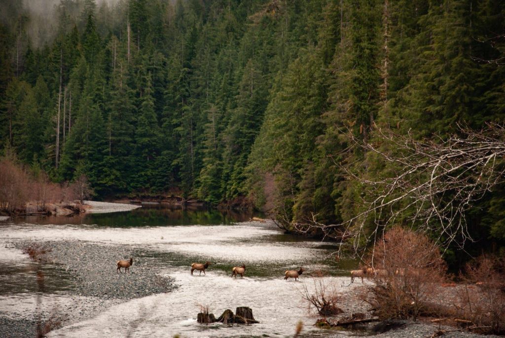 TourismVI's tweet photo. Everything you need to know to extend your #VanIsleRoadTrip to Tahsis. @CRVisitorCentre #DiscoverCampbellRiver 
https://t.co/ew5kQfeTEF https://t.co/rrwLlUuepl